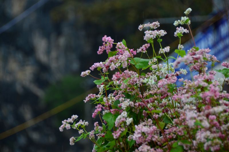 Hoa Tam Giác Mạch 